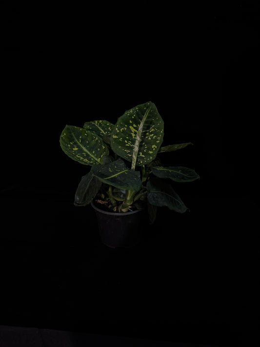 Dieffenbachia Reflector - Grower's Choice