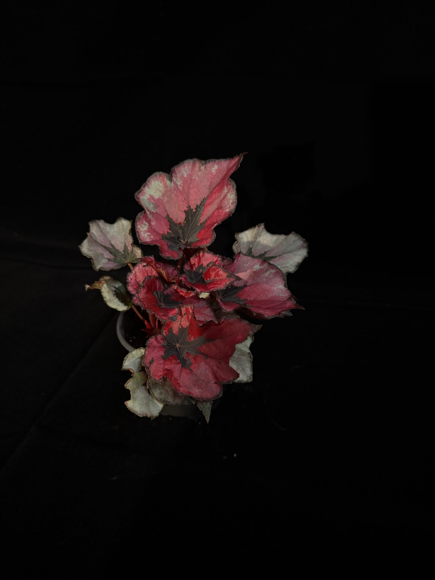 Begonia Rex - Grower's Choice