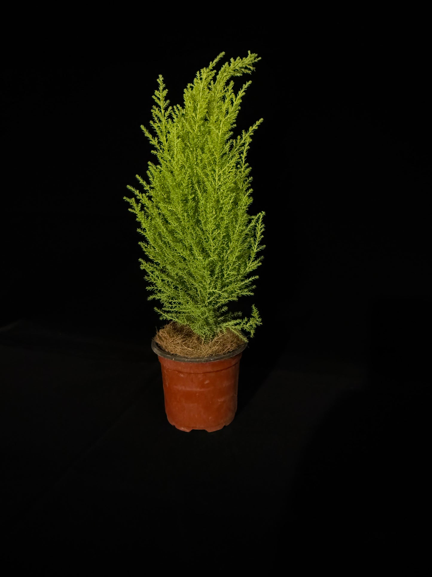 Lemon Cypress Cone - Grower's Choice
