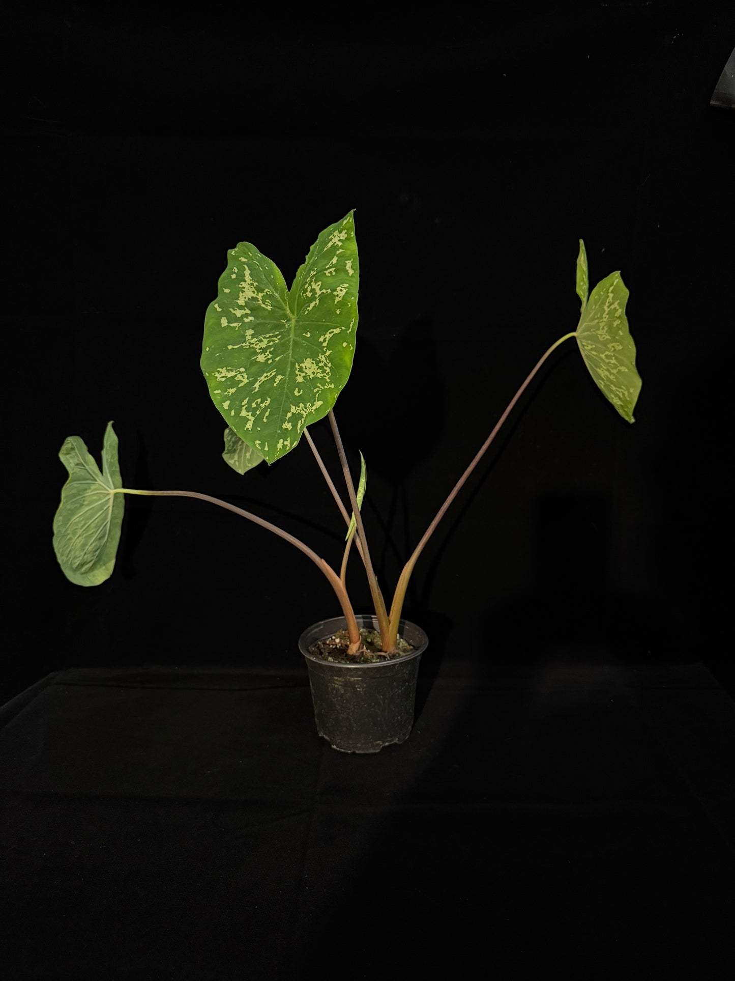 Alocasia Hilo Beauty - Grower's Choice