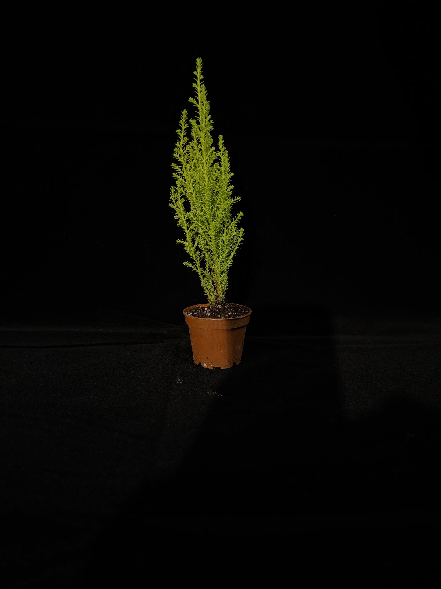 Lemon Cypress - Grower's Choice