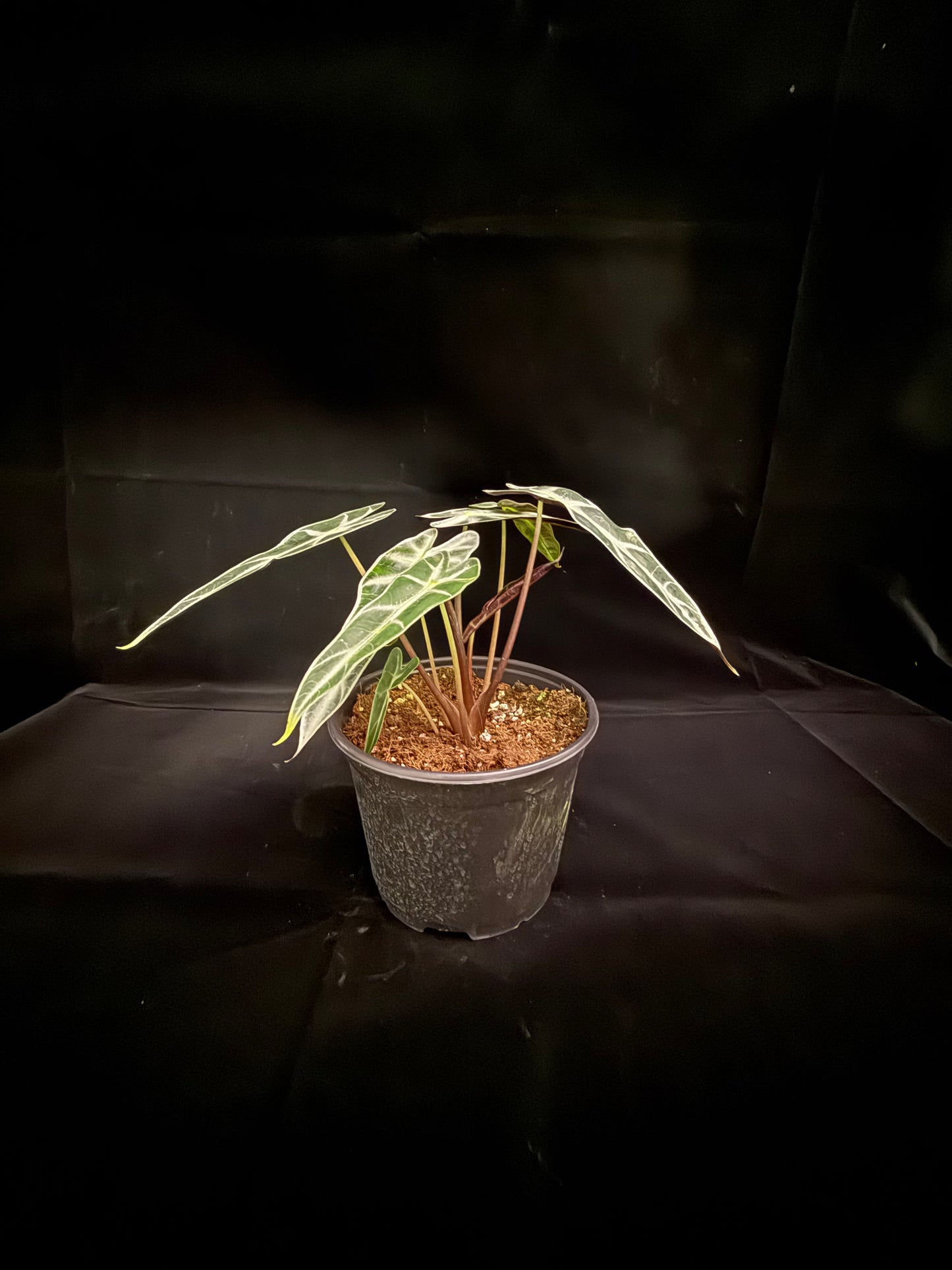 Bambino - Growers Choice