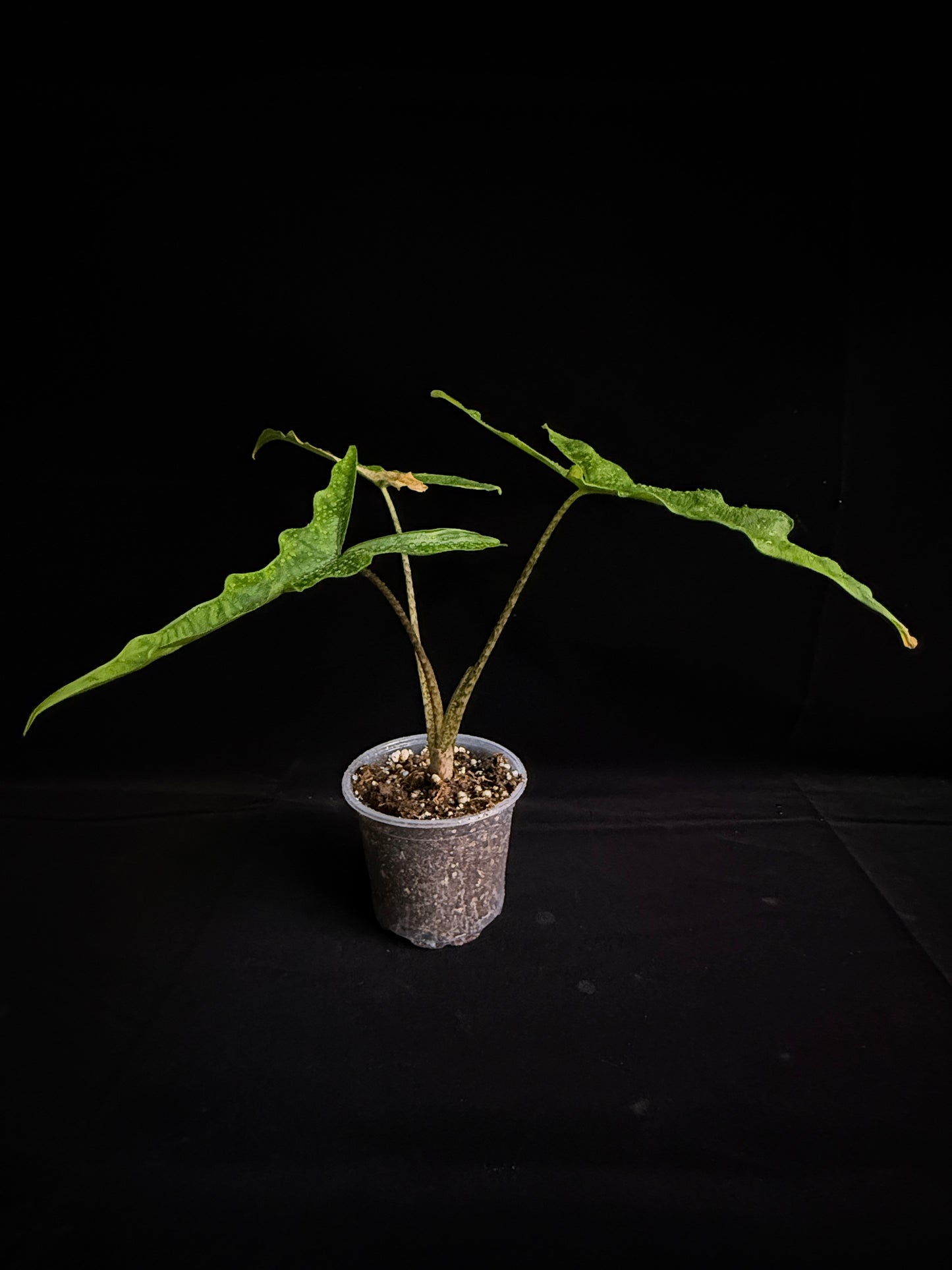 Alocasia Sulawesi SP "Sabrina"