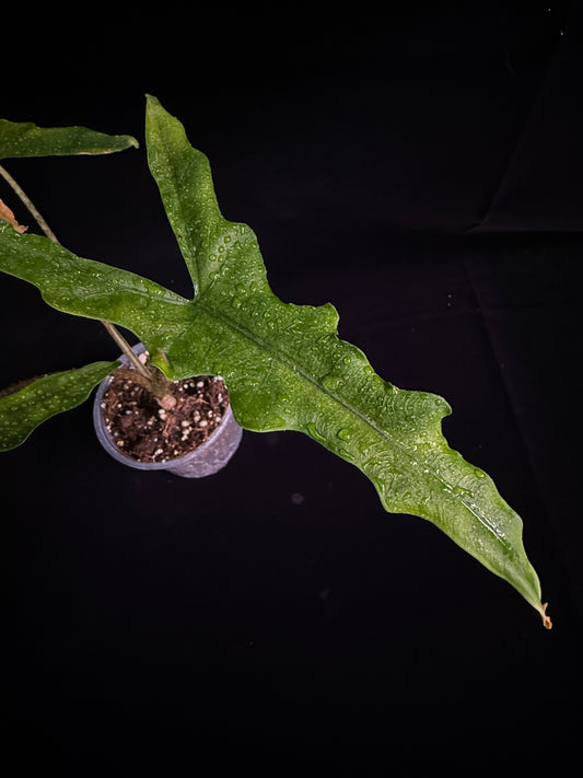 Alocasia Sulawesi SP "Sabrina" (Narrow Jacklyn)
