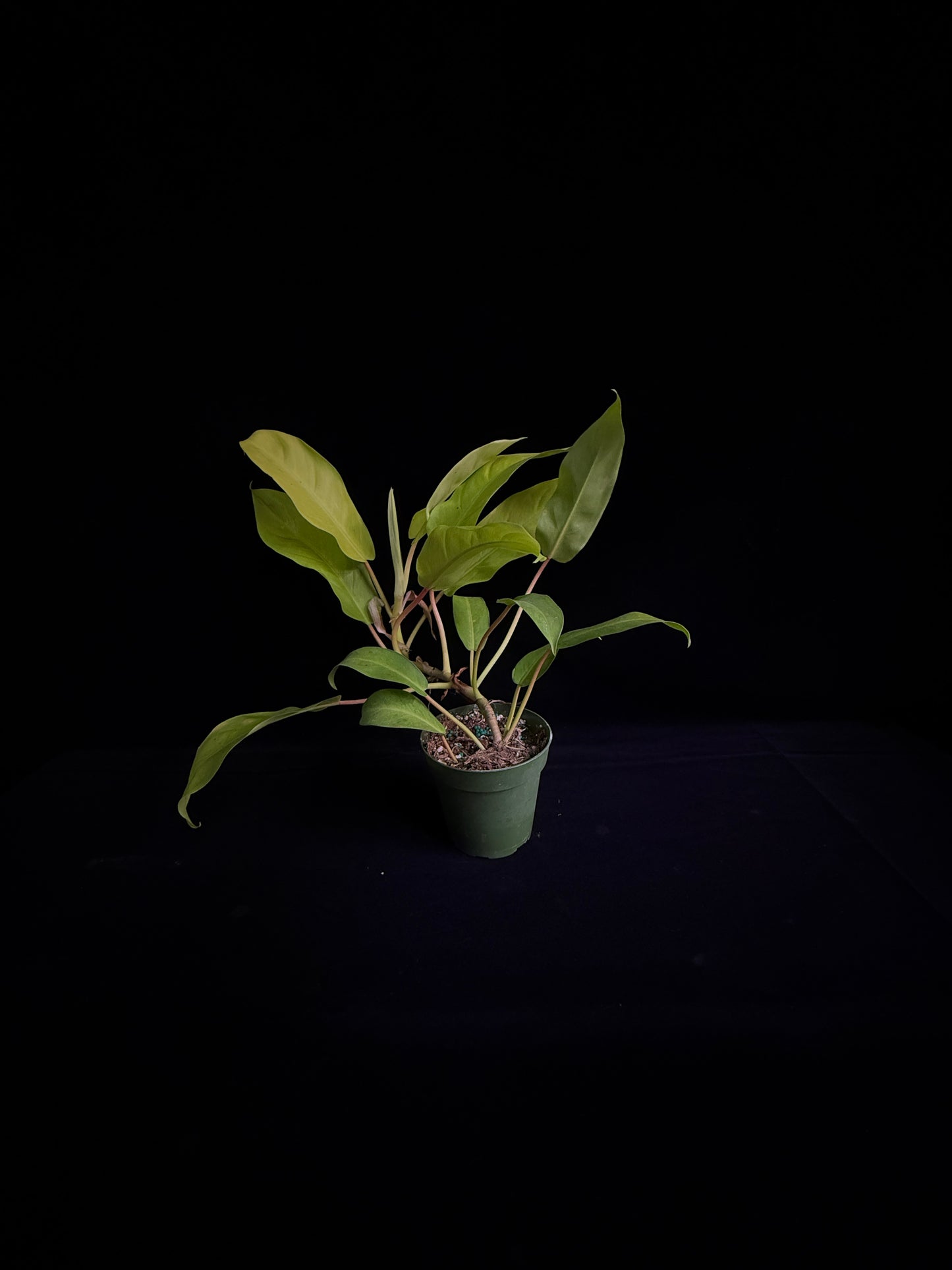 Philodendron Thai Sunrise (Reverted)