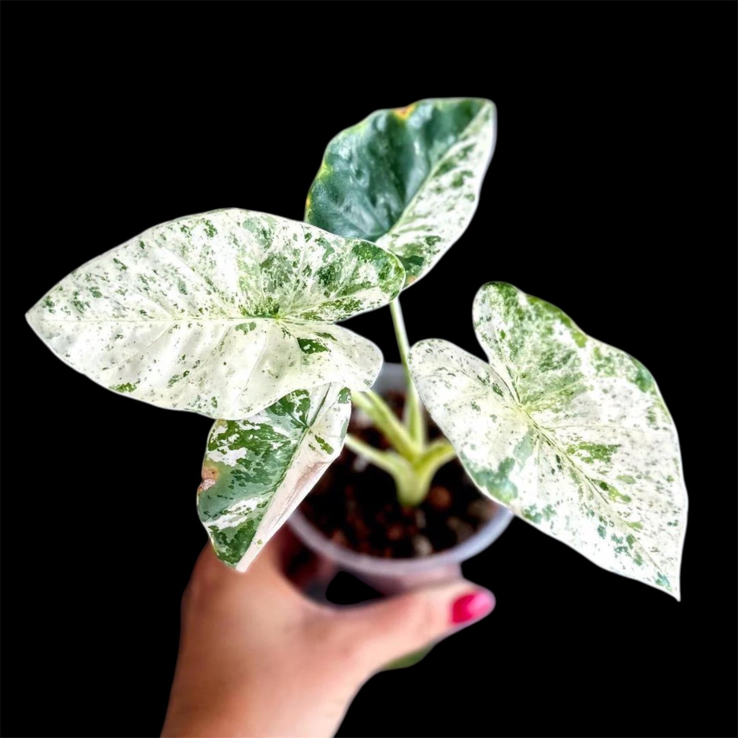 Alocasia Odora Batik Variegated - Grower's Choice