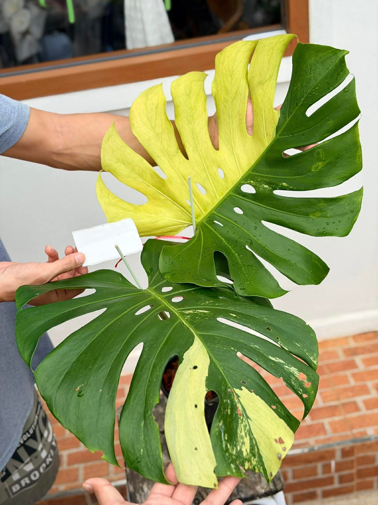 Monstera Lemon Mint Variegated *import*