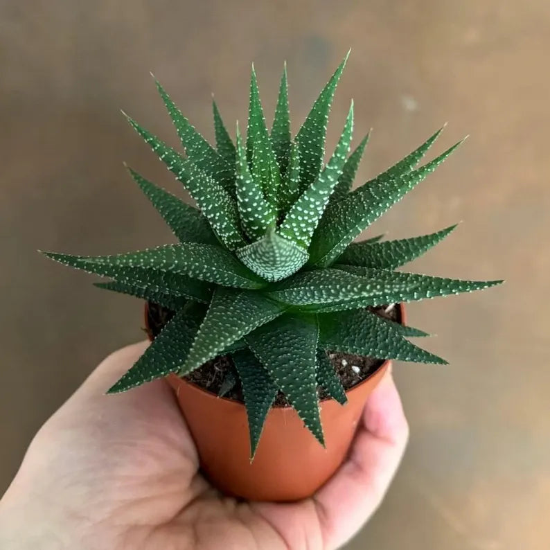 Haworthia Limifolia - Grower's Choice