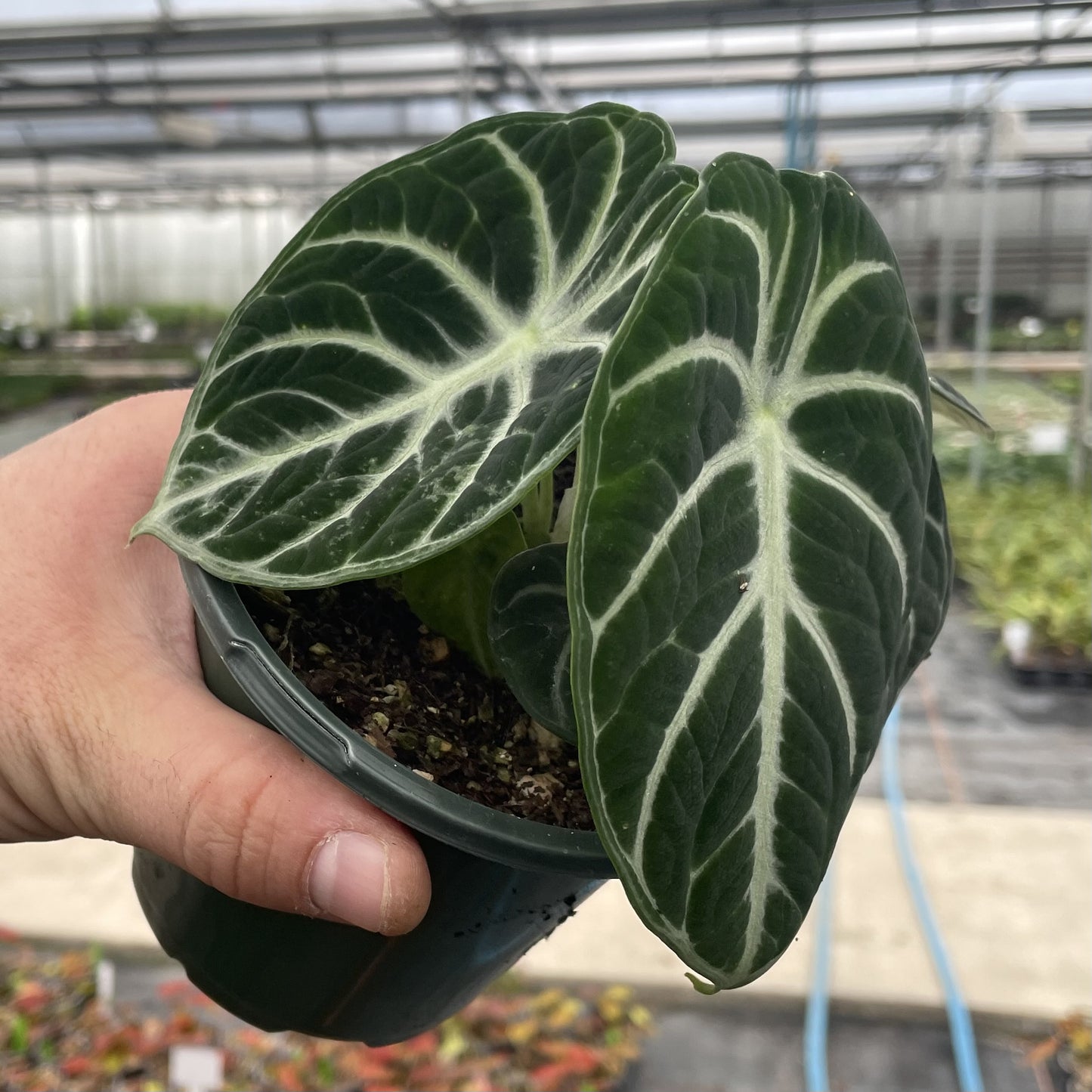 Alocasia Ninja - Grower's Choice