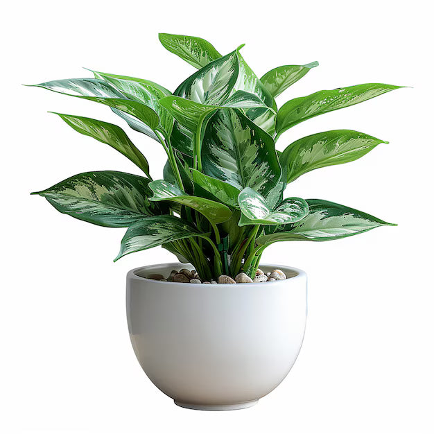 Aglaonema