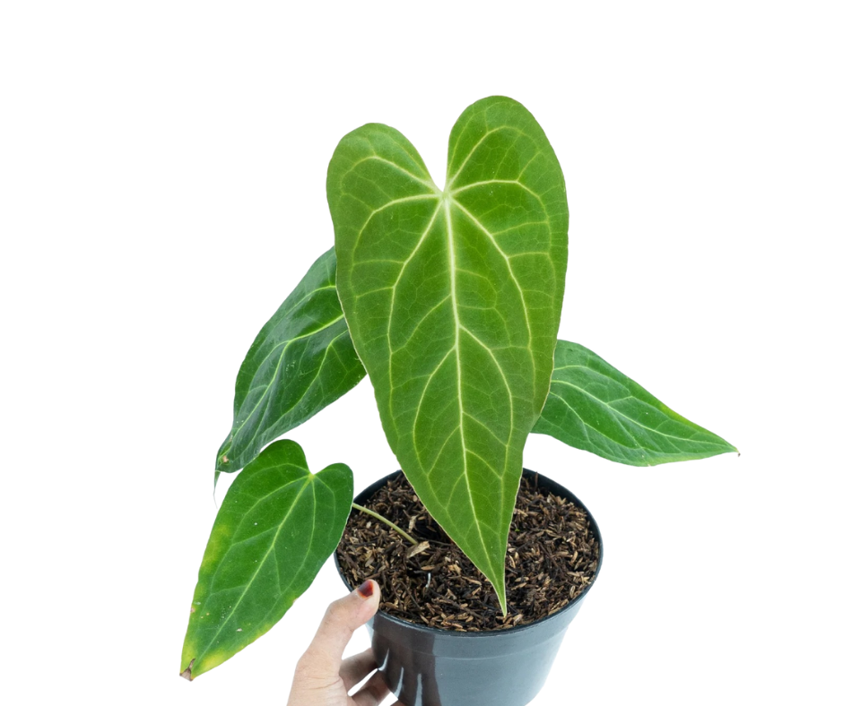 Anthurium