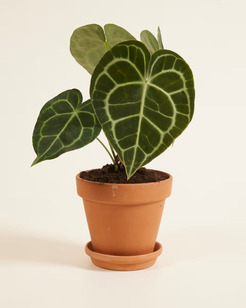 Anthurium Clarinervium