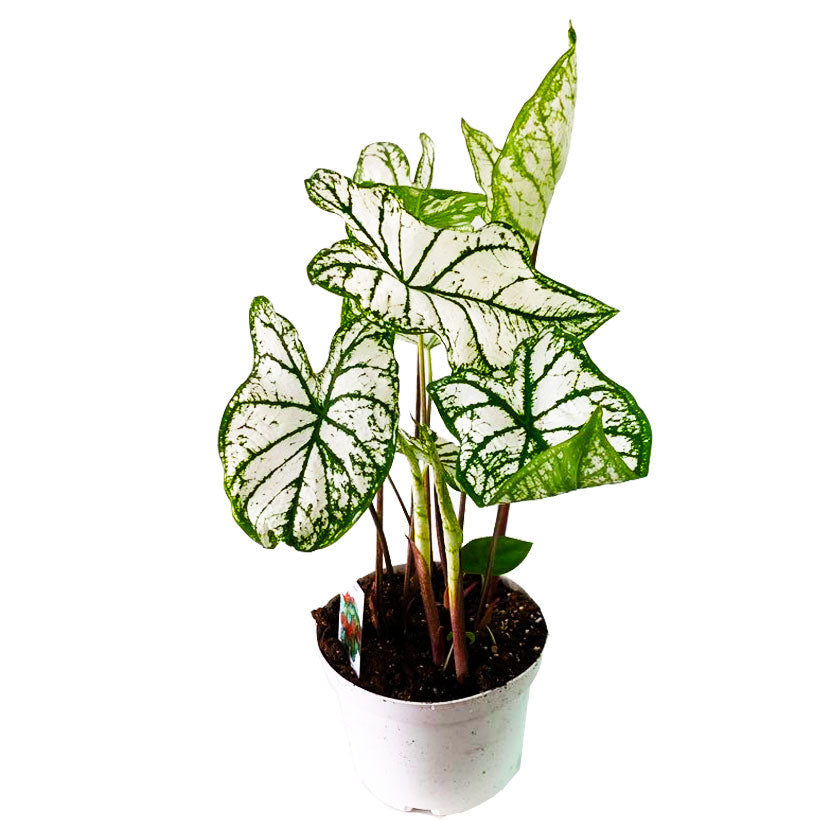 Caladium