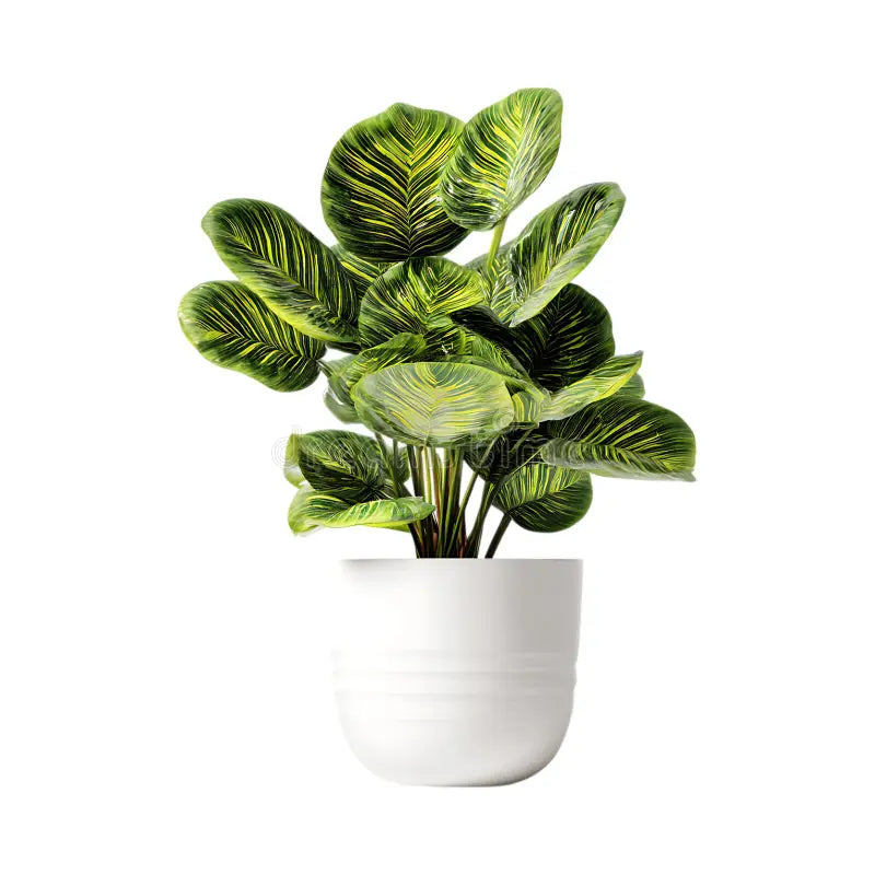 Caladium