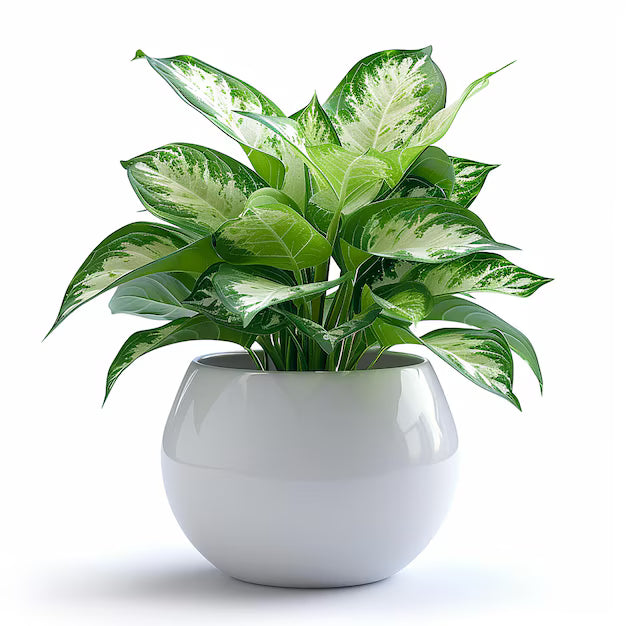 Dieffenbachia