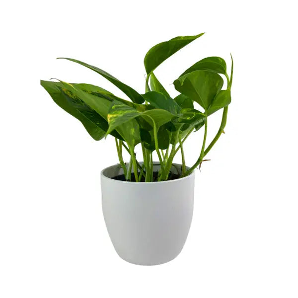 Epipremnum