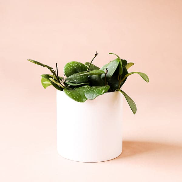 Hoya