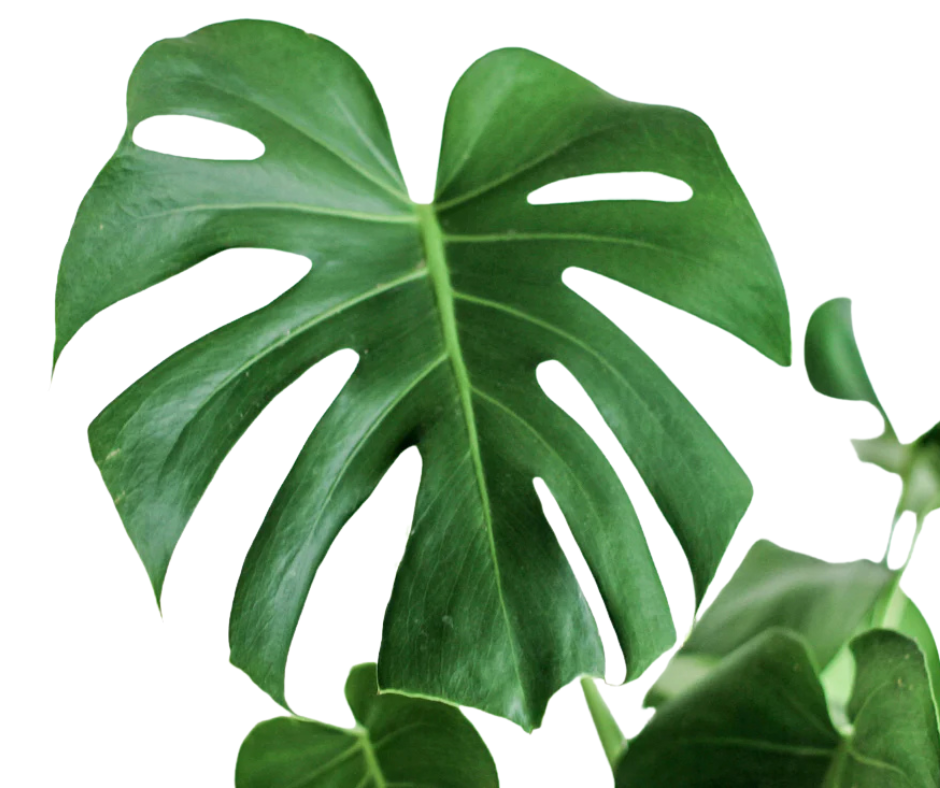 Monstera
