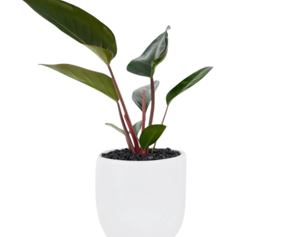 Philodendron