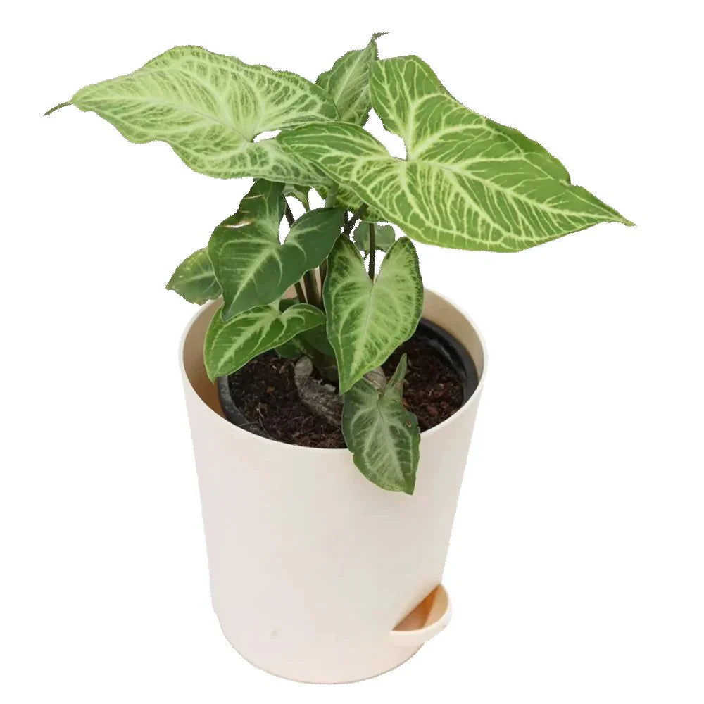 Syngonium