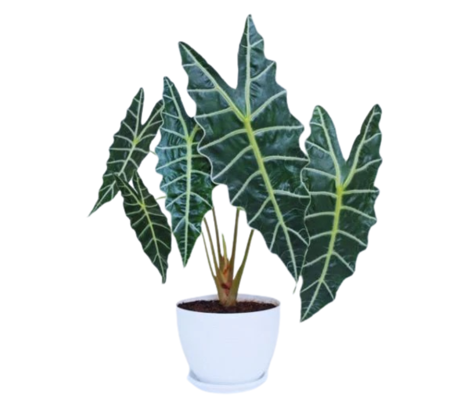 Alocasia