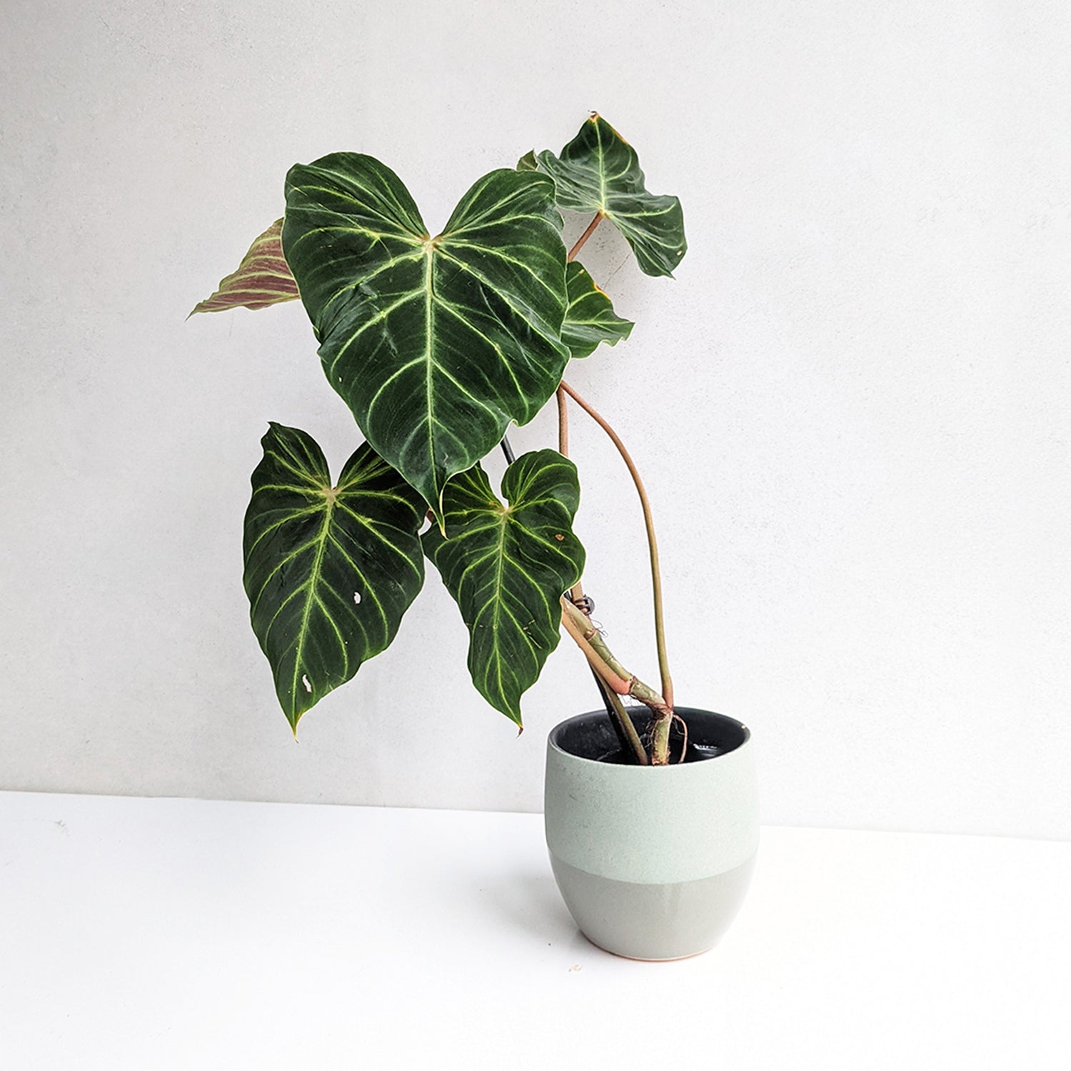 Philodendron Verrucosum