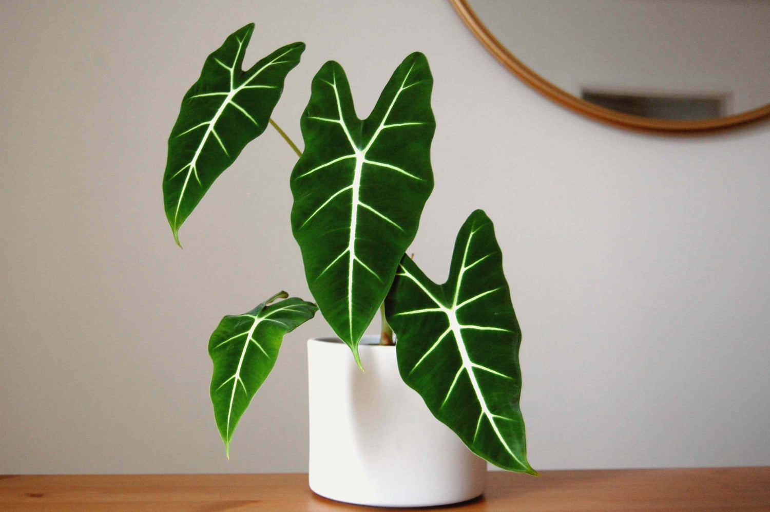 Alocasia Frydek