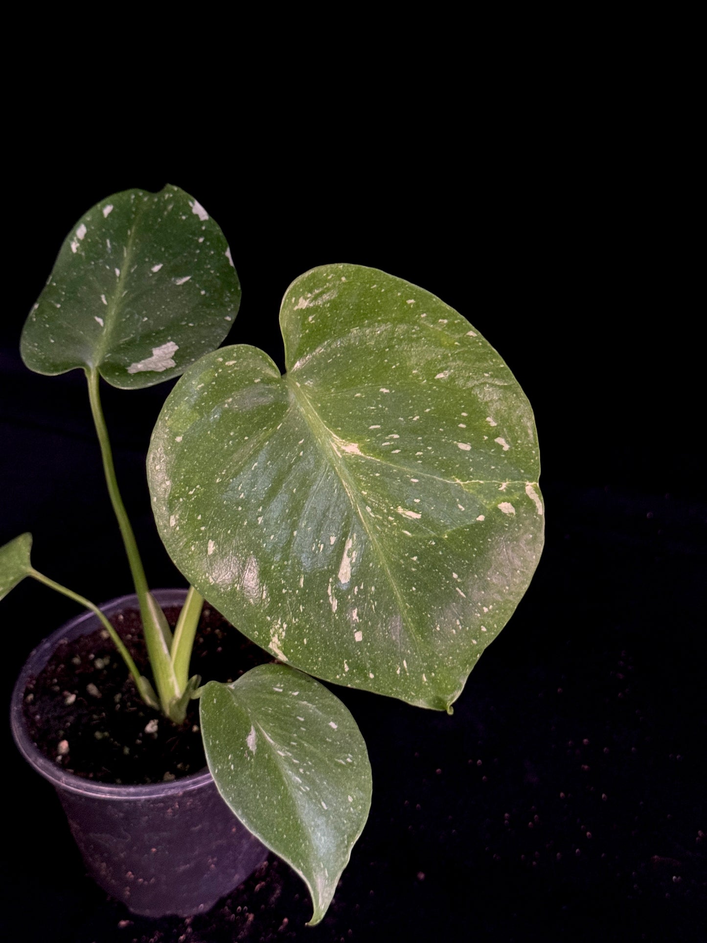 Monstera Thai Constellation *SPECIAL PICK*