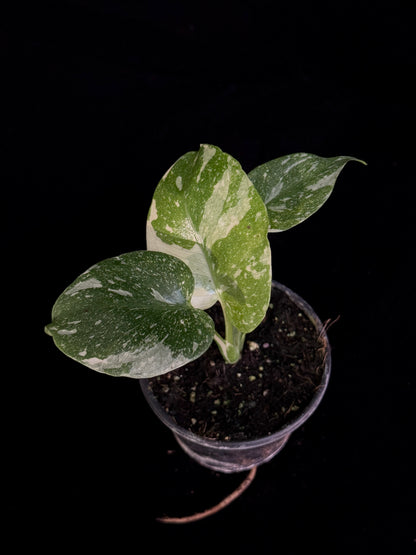 Monstera Thai Constellation *SPECIAL PICK*