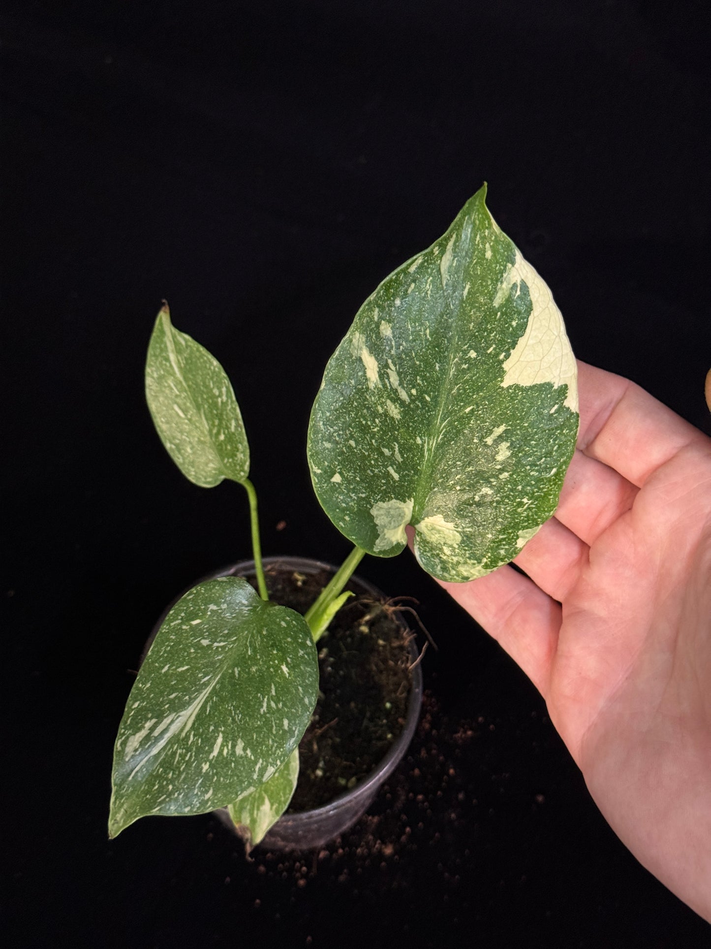 Monstera Thai Constellation *SPECIAL PICK*