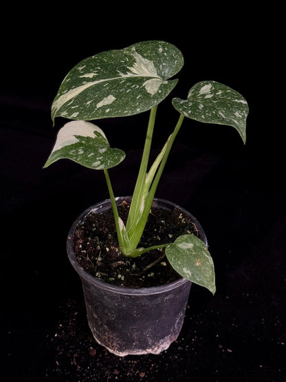 Monstera Thai Constellation *SPECIAL PICK*