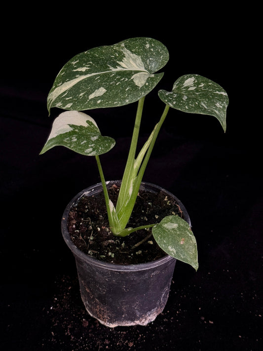 Monstera Thai Constellation *SPECIAL PICK*