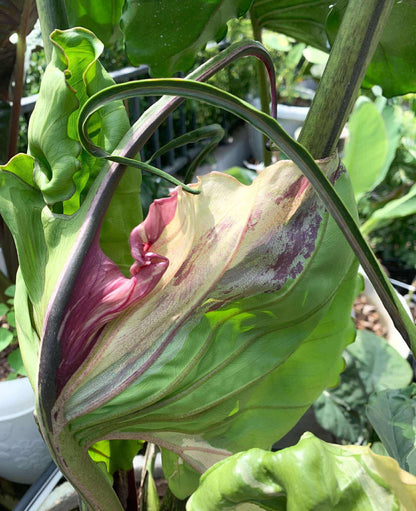 1x CORM - Stingray Albo Pink *pre-order import*