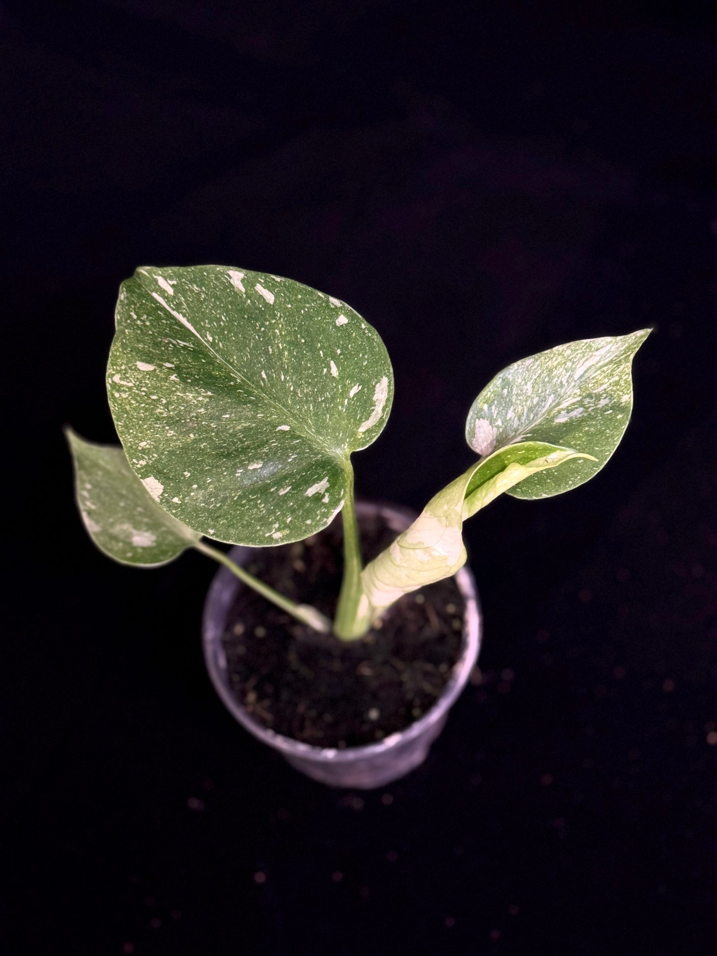 Monstera Thai Constellation *SPECIAL PICK*