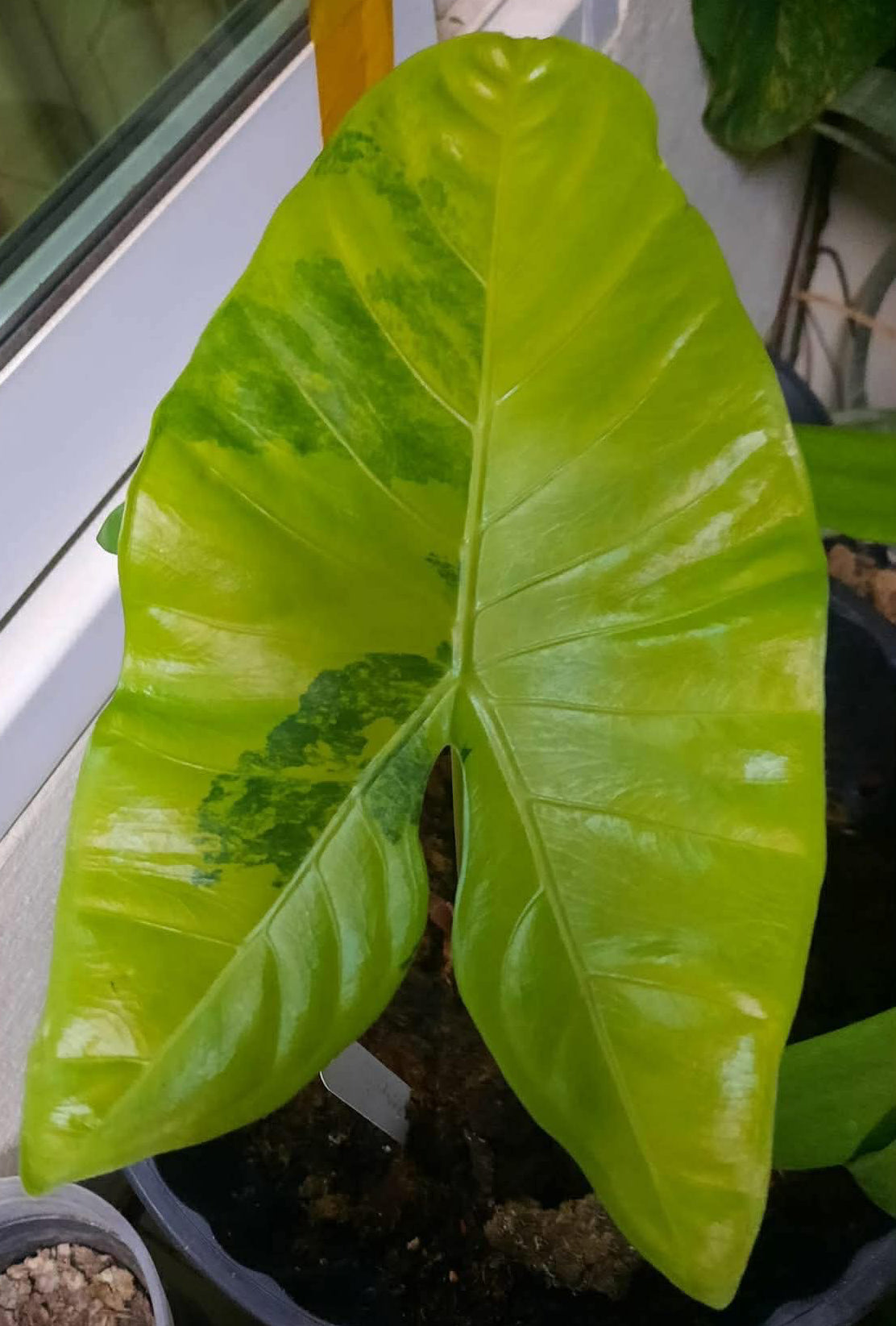 1x CORM - Alocasia Longiloba ‘Bu-Do Lemon’ Variegated