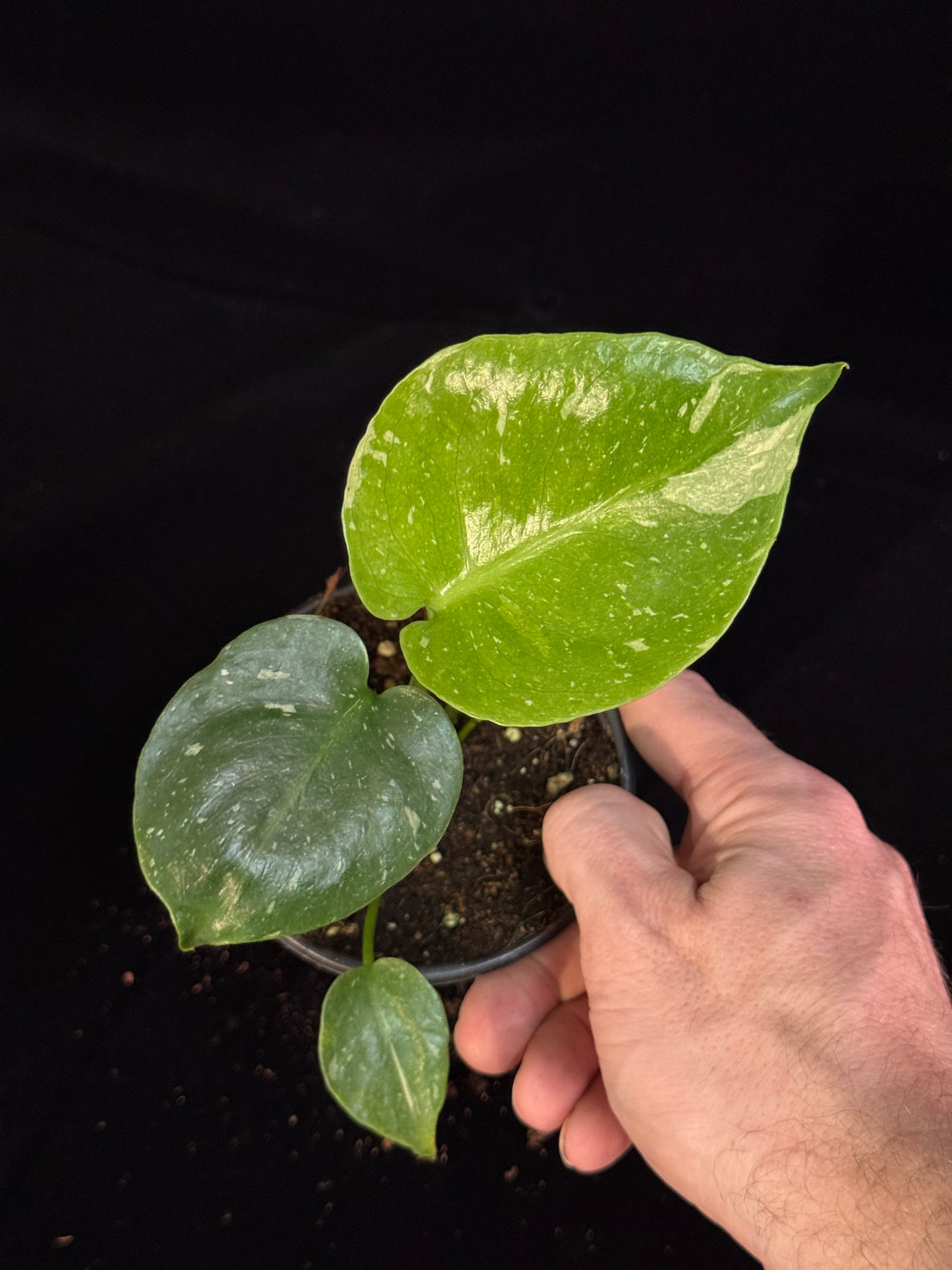 Monstera Thai Constellation *SPECIAL PICK*