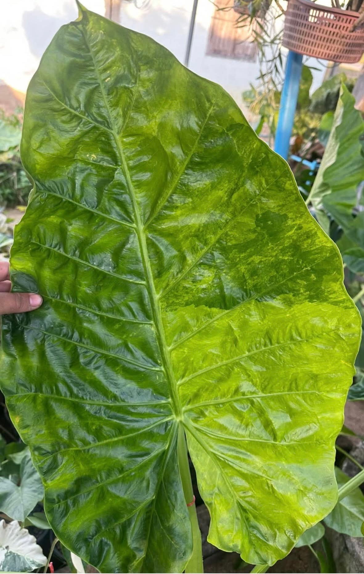 1x CORM - Alocasia SP. aurea var, heavily ruffled leaf *Pre-Order Import*