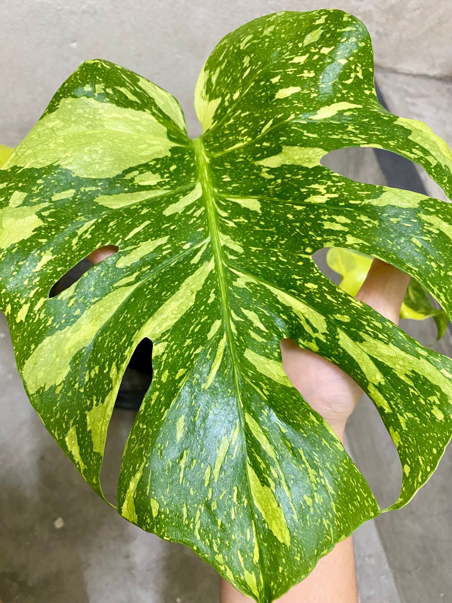 Monstera Deliciosa ‘Electrolight’ *import pre-order*