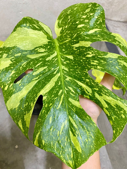Monstera Deliciosa ‘Electrolight’ *import pre-order*