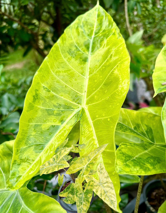 CORM - Longiloba 'Yellow Golden' Variegated