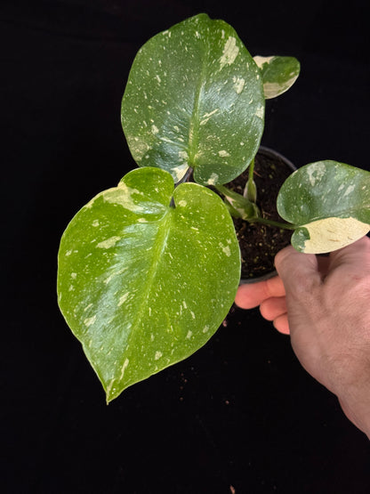 Monstera Thai Constellation *SPECIAL PICK*