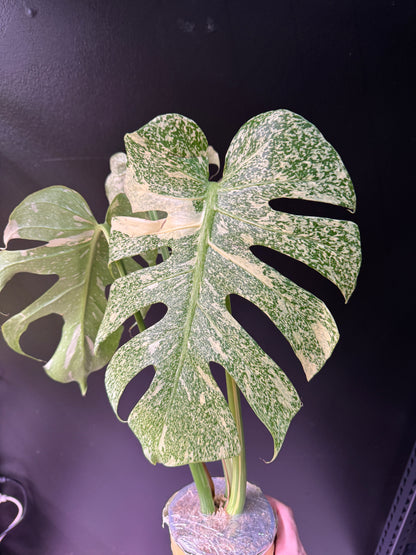 2-leaf Top Cut Monstera Deliciosa 'Starlight' Variegated