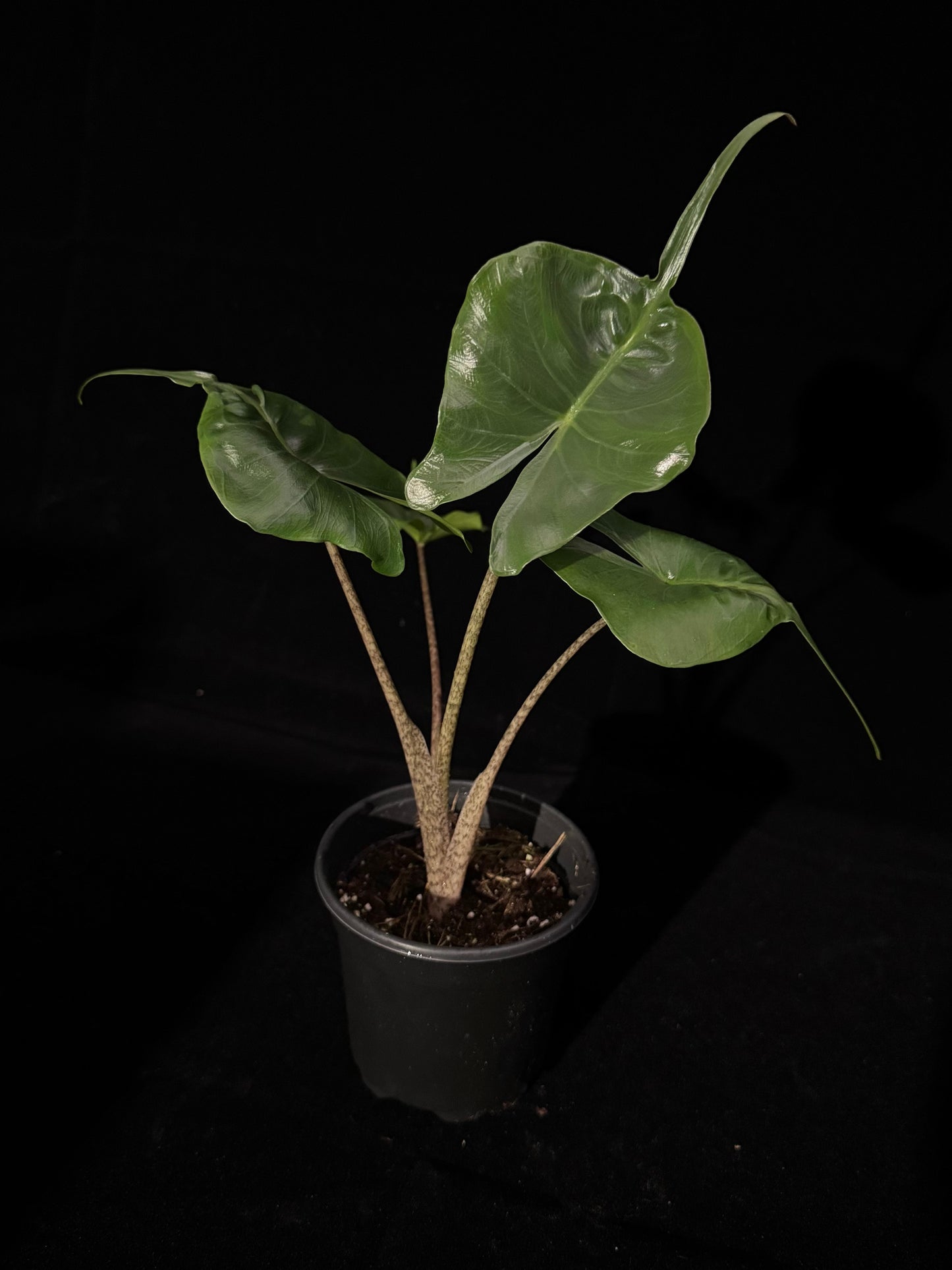 Alocasia Stingray - Grower's Choice