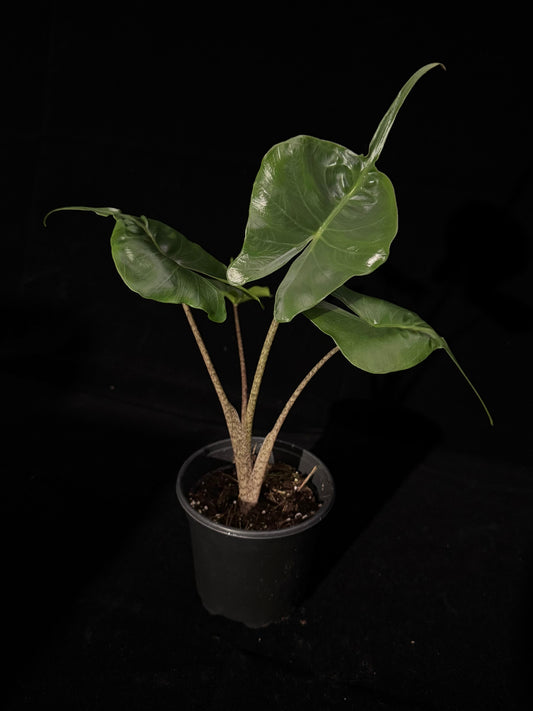 Alocasia Stingray - Grower's Choice