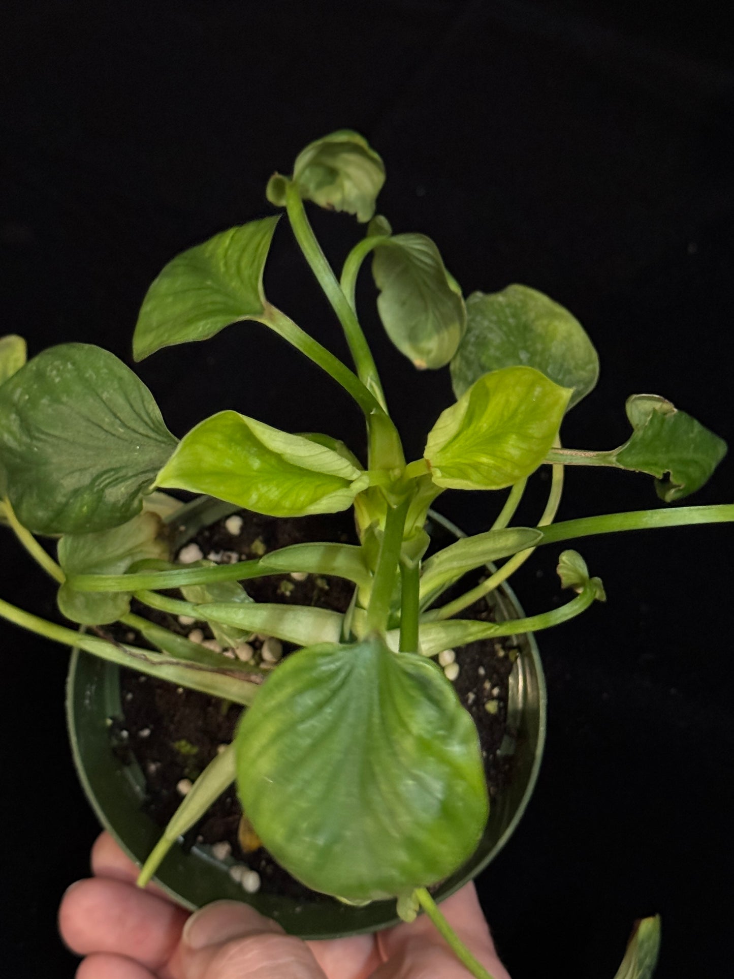 Philodendron Mamei - TWIN LEAF MUTATION