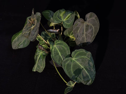 Anthurium Forgetii Sport