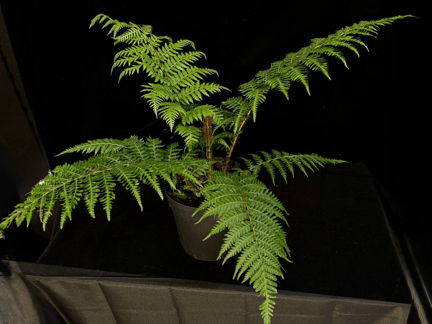 Australian Tree Fern