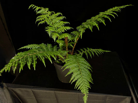 Australian Tree Fern