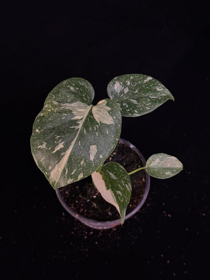 Monstera Thai Constellation *SPECIAL PICK*
