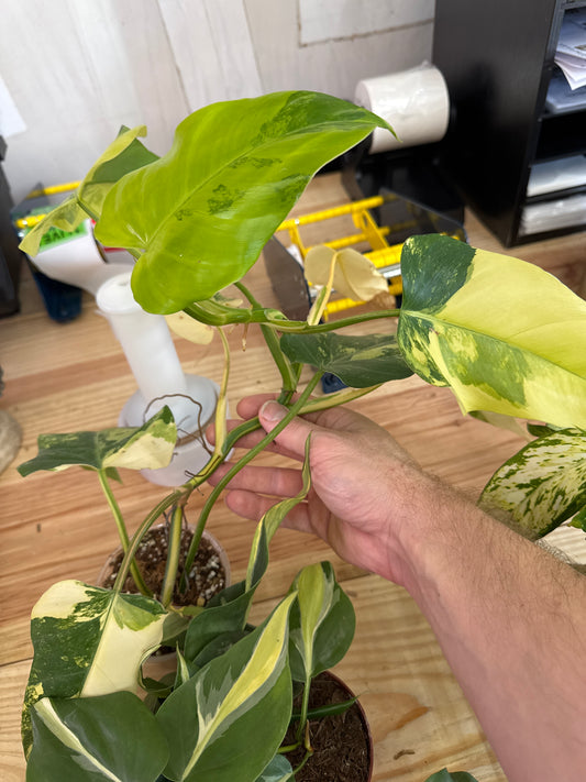 Philo Domesticum var